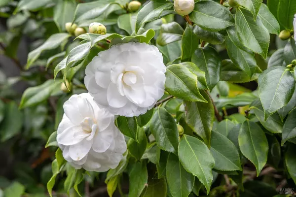 San Rafael, CA 94901,6 Madrona ST