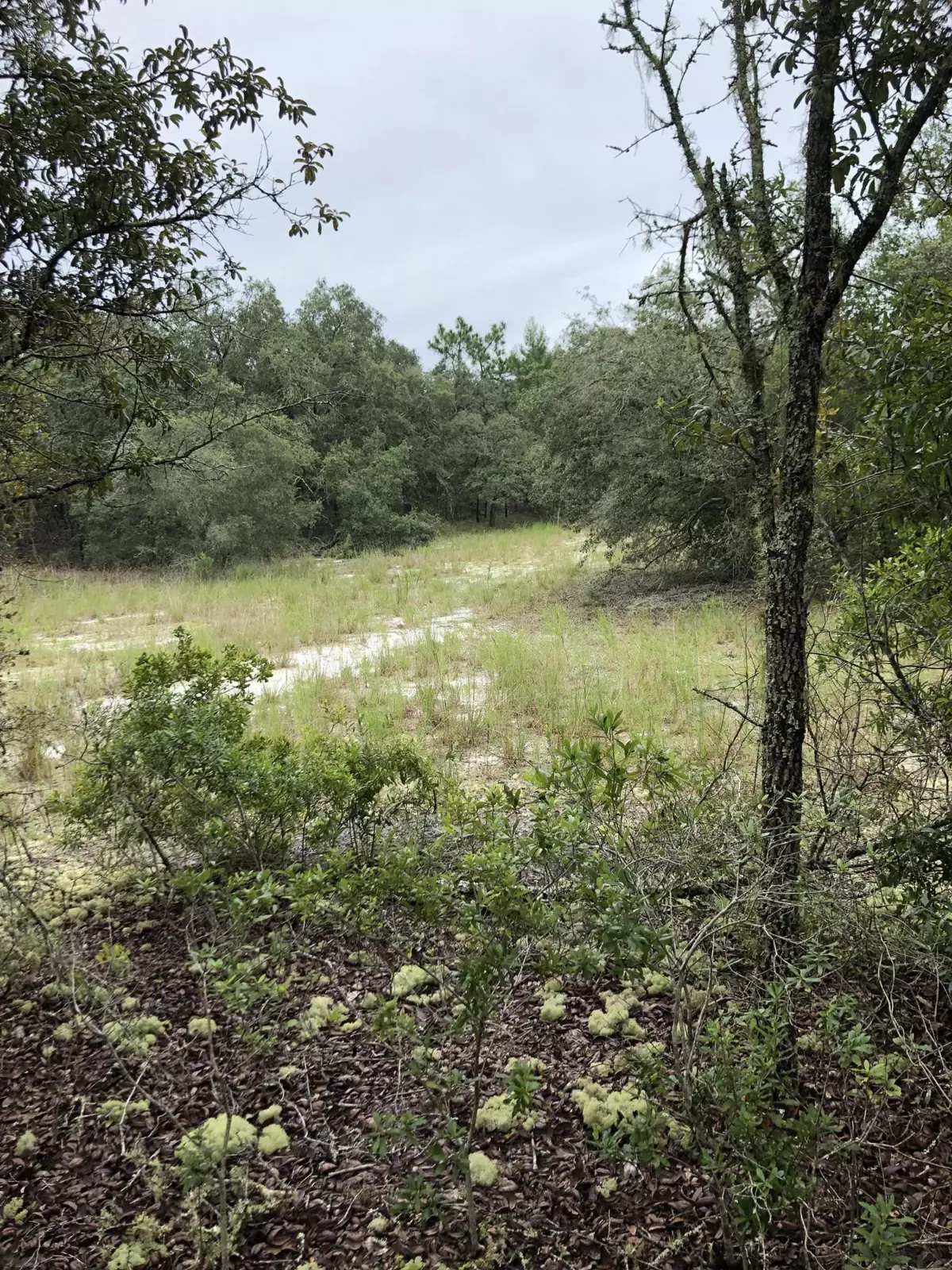 Spring Hill(pasco), FL 34610,0 Saddleback Trail