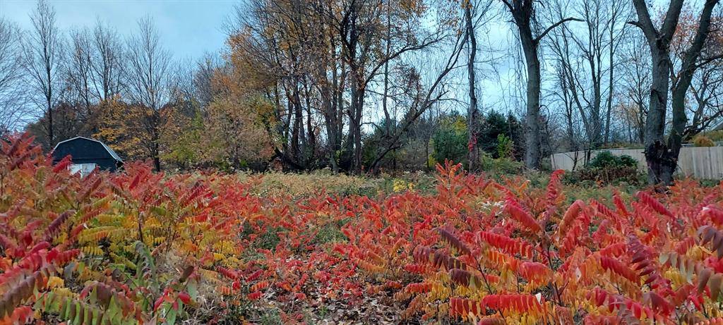 Lot 215 E Shore Drive, Douglass Twp, MI 48888