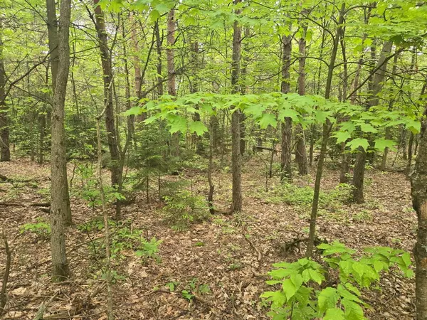 Golden Twp, MI 49436,Parcel A Scout Road Modifier: 3.03 Acres