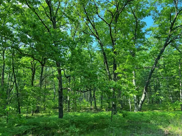 Hill View, Pinora Twp, MI 49677