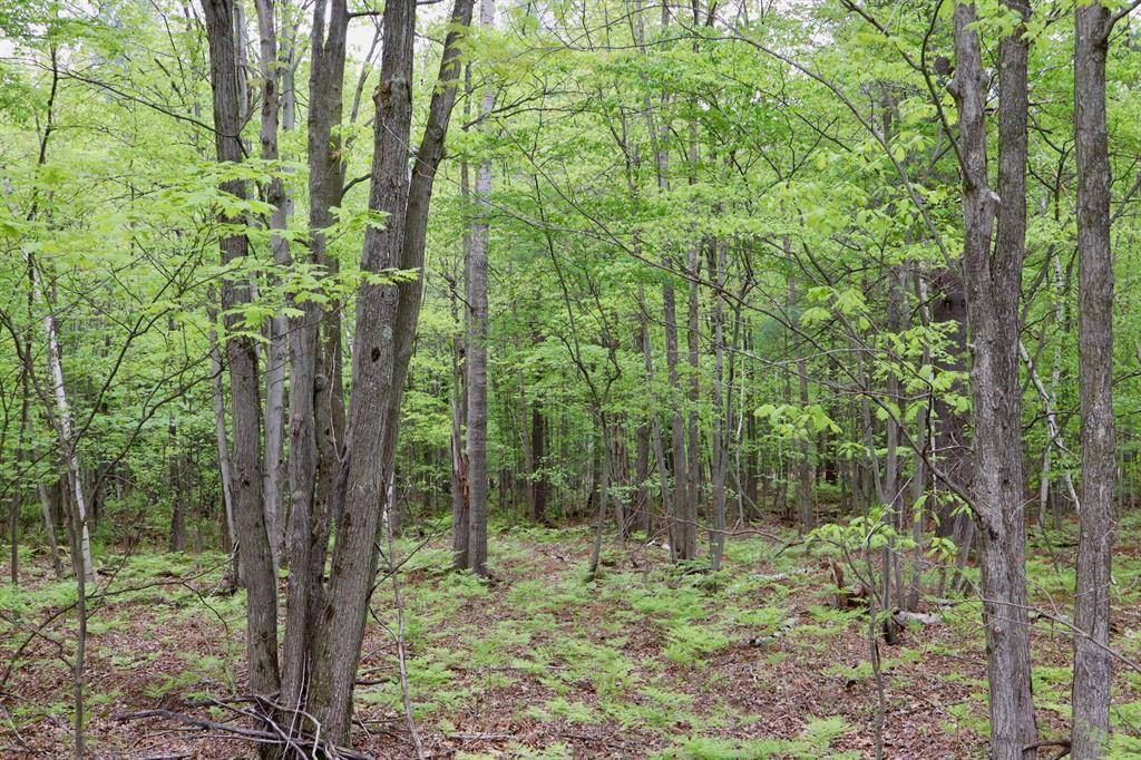 Mills Twp, MI 48652,V/L E Levely Road