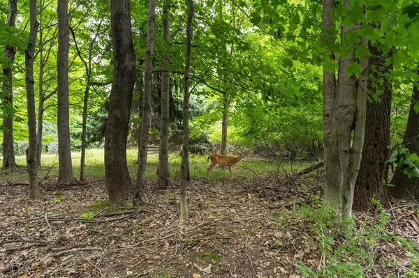 Creekwood 56, Ganges Twp, MI 49090