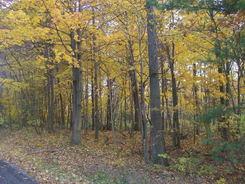 Parcel 2 66th/135th Street, Saugatuck Twp, MI 49453