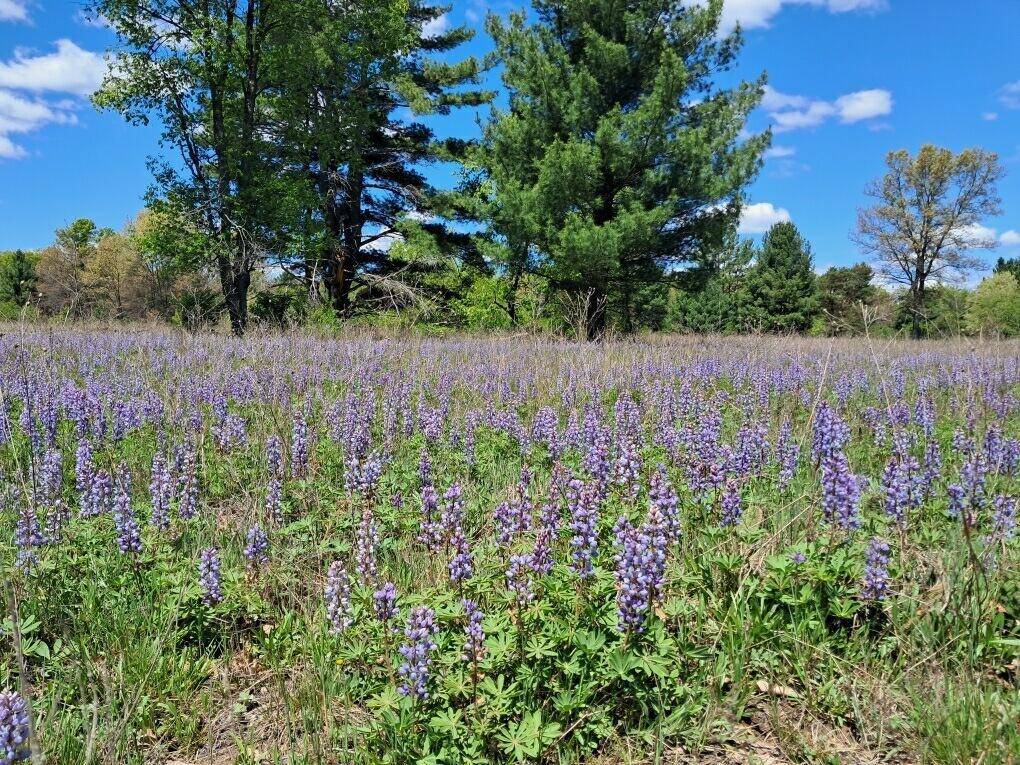 Brooks Twp, MI 49337,10.01AC Barberry Avenue