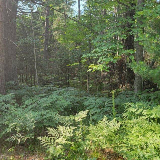 XXX Rosemarie Street Parcel A, Gerrish Twp, MI 48653