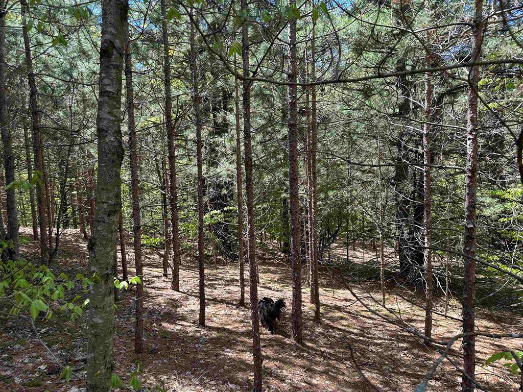 White Water Twp, MI 49690,French Court