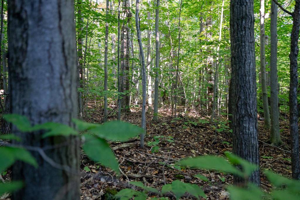 Star Twp, MI 49730,V/L Forestgrove Drive 3 Lots (143,144,145)