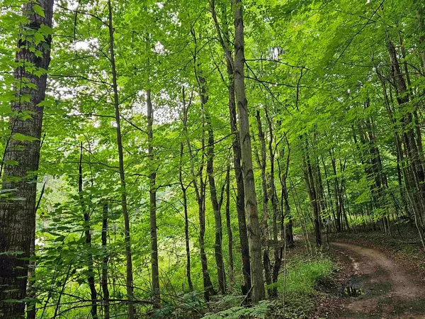 Rose Lake Twp, MI 49665,V/L Canyon Road