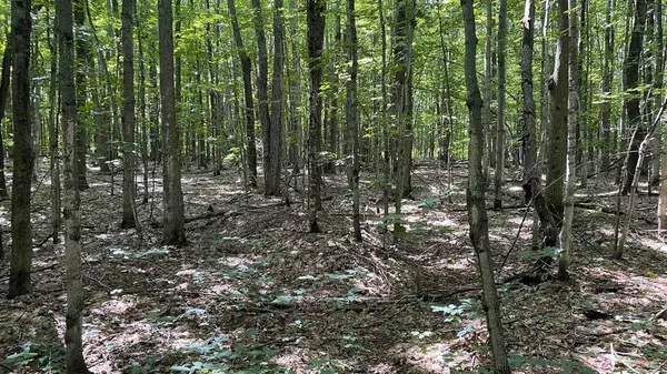Hayes Twp, MI 49730,Lot 437 Northwood Drive Lot: 437