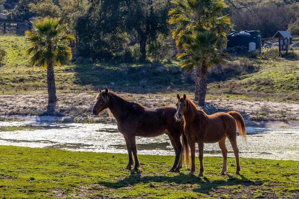 Murrieta, CA 92562,41955 Calle Paramo