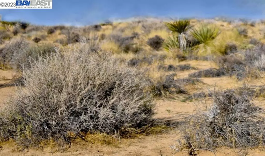 Joshua Tree, CA 92252,0 Campanula St