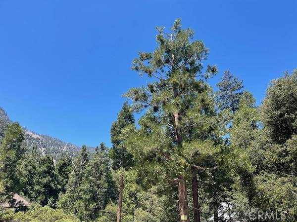 41489 Island DR, Forest Falls, CA 92339