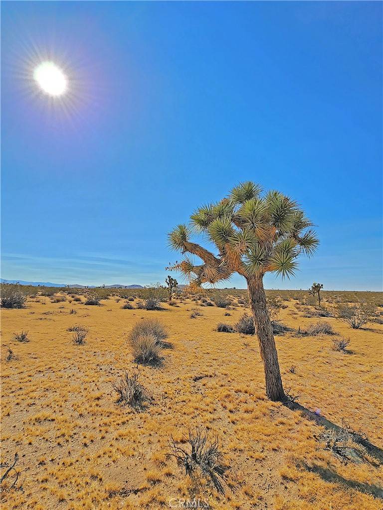 Joshua Tree, CA 92252,0 Cielito