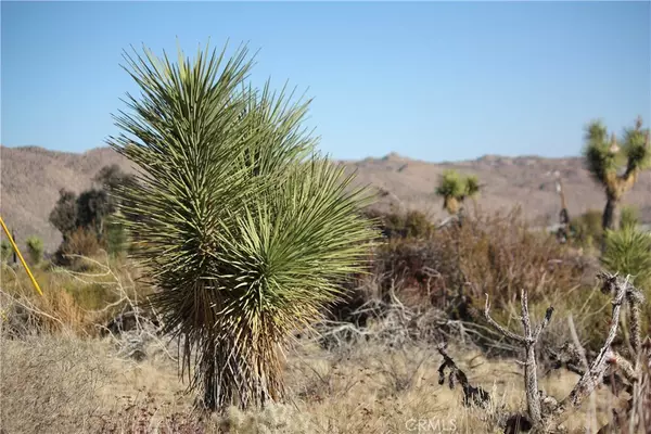 Yucca Valley, CA 92284,8435 Bannock TRL