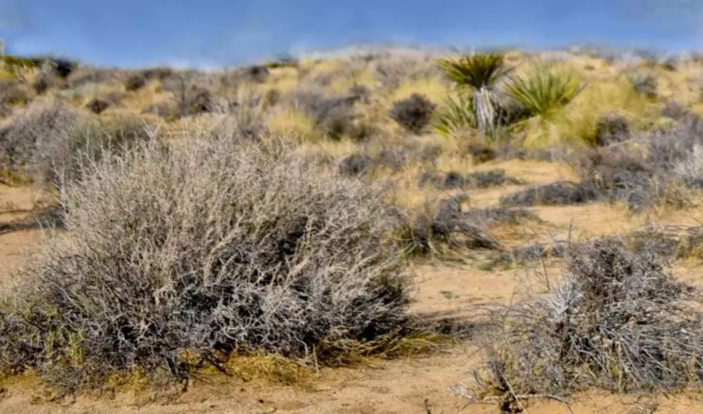 0 Campanula ST, Joshua Tree, CA 92252