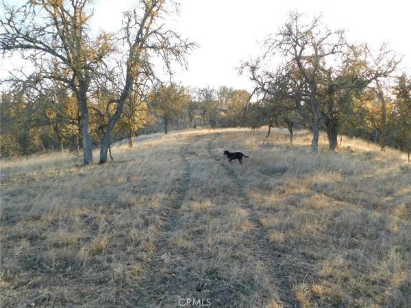 Creston, CA 93432,6675 Golden Pheasant