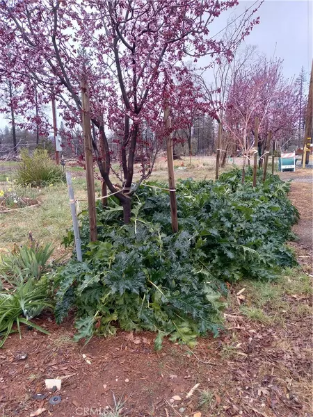 6373 Oak WAY, Paradise, CA 95969