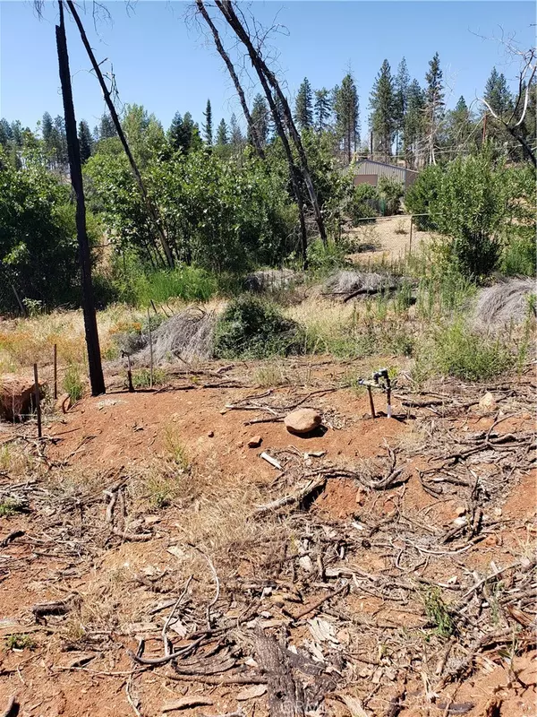 Paradise, CA 95969,1591 Grey Squirrel