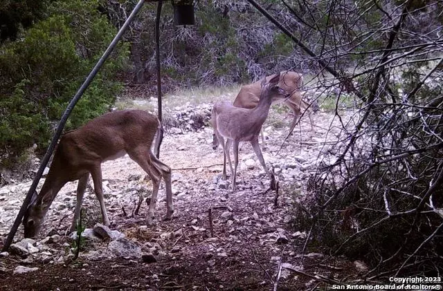 Camp Wood, TX 78833,489 cougar