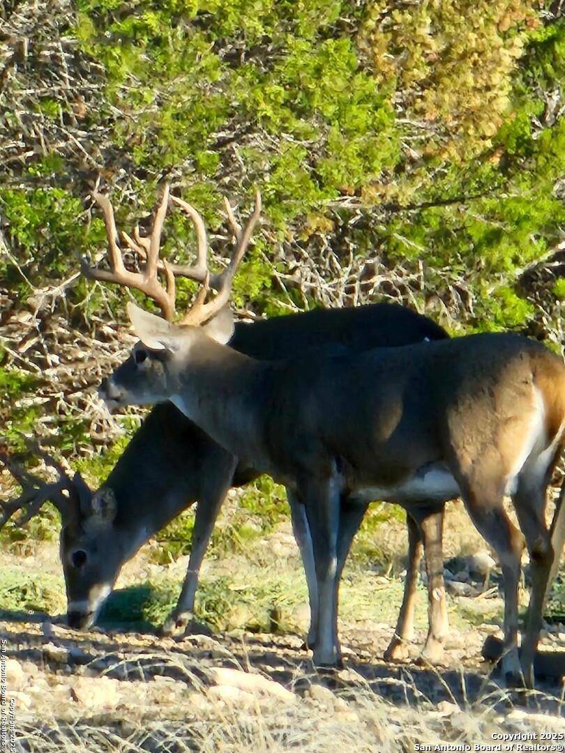 Rocksprings, TX 78880,2724 Sd 24910