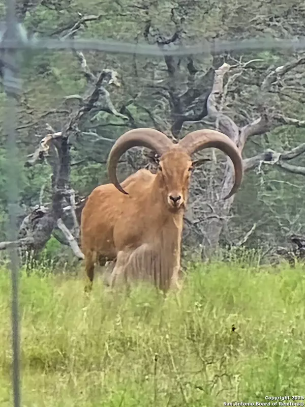 Pipe Creek, TX 78063,1608 Spring