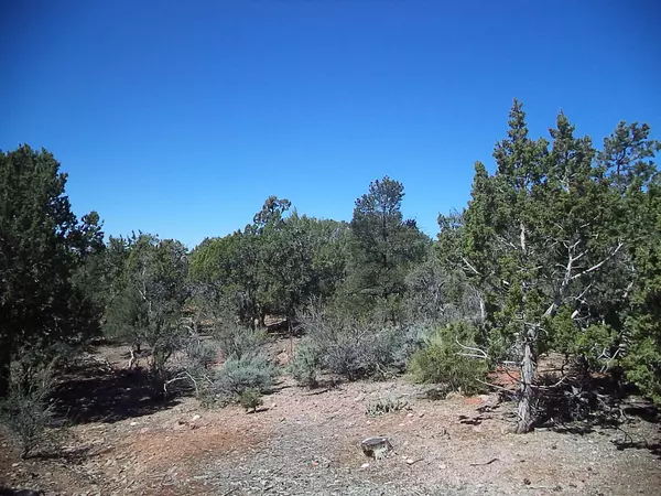 Central, UT 84722,791 Cottontail