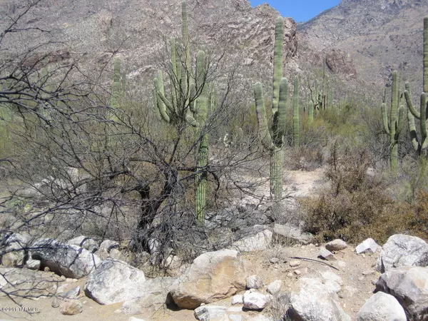 Tucson, AZ 85750,6655 N Canyon Crest Drive #8243