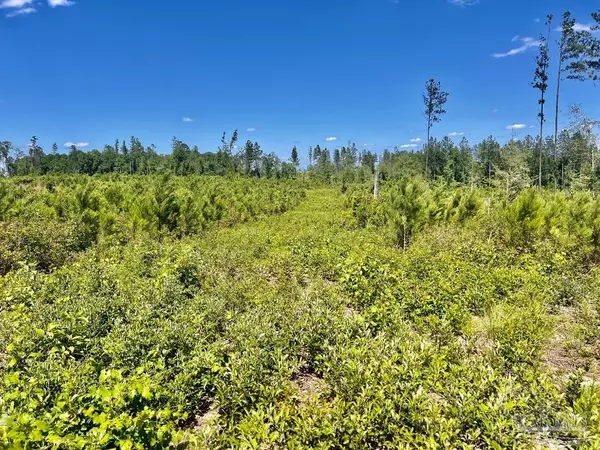 Molino, FL 32577,Lot 3-C Cotton Lake Rd