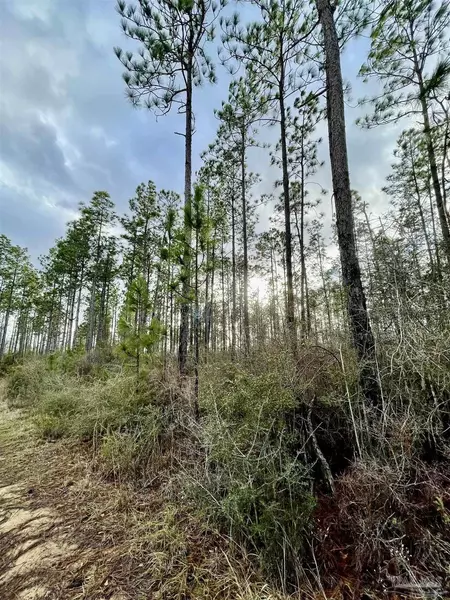 3700 Block Hwy 168, Century, FL 32535