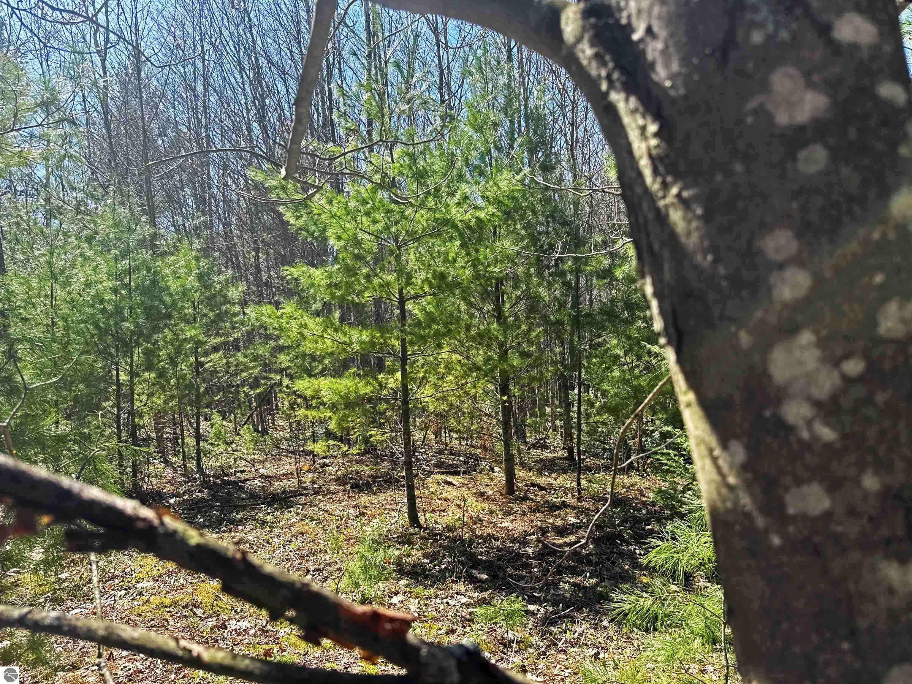 Kalkaska, MI 49646,V/L SE Bobcat Trail