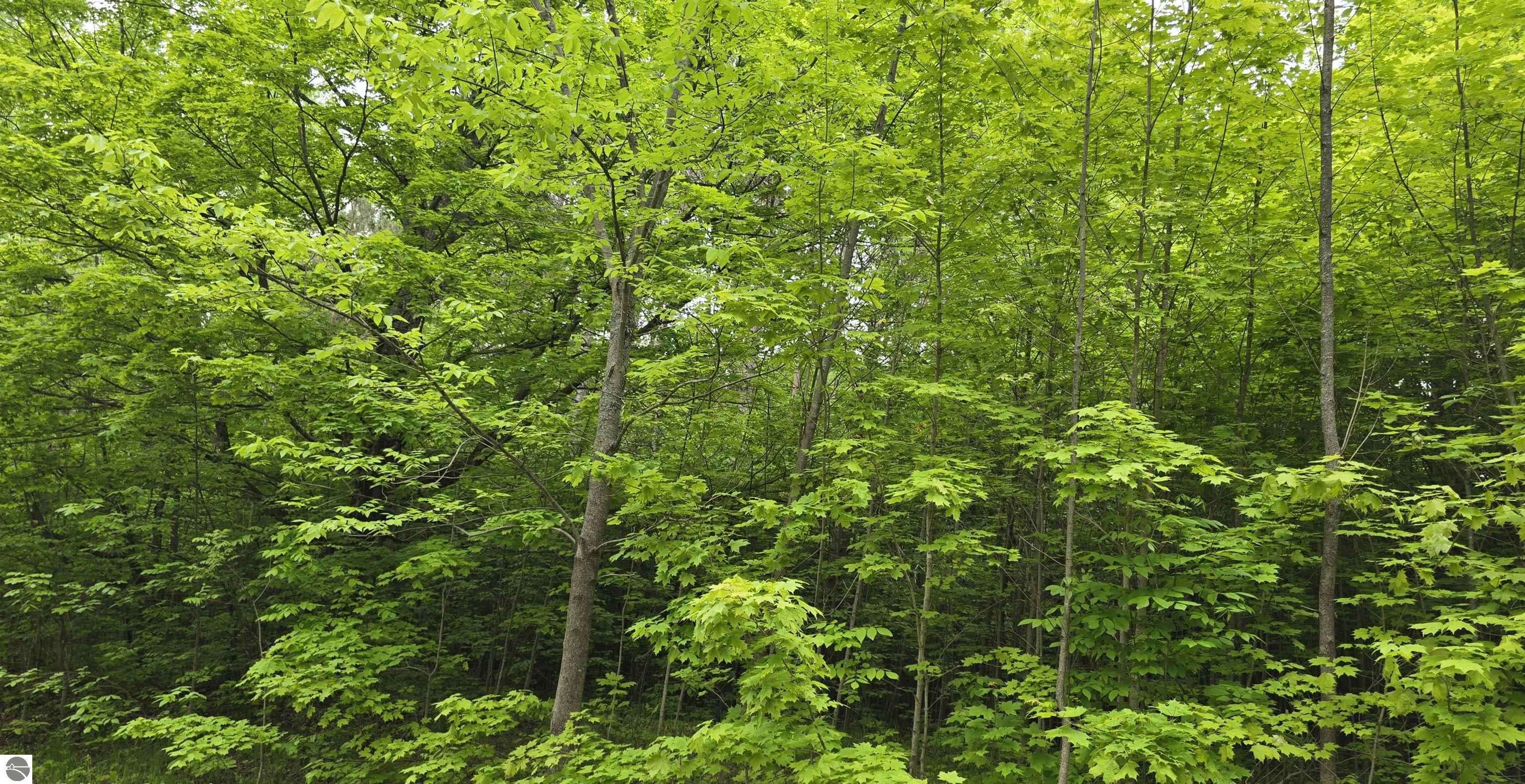 Kalkaska, MI 49646,Lot 1 Hagni Road