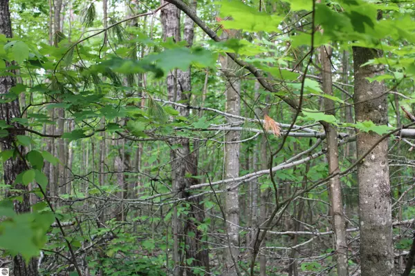 Elmira, MI 49730,Snowridge Trail