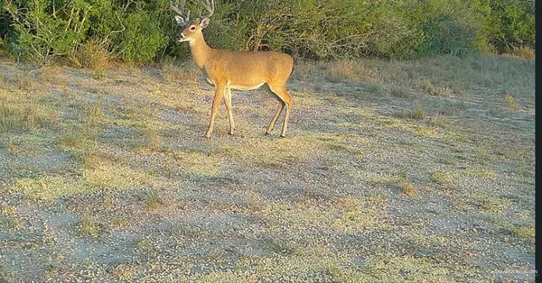 Benavides, TX 78341,0 CR 284 RD