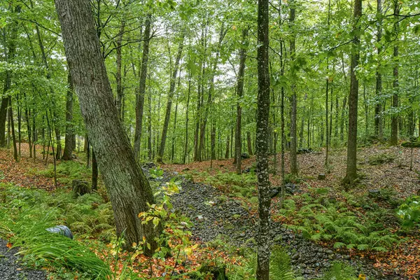 Saint-Sauveur, QC J0R1R1,21 Ch. de La Calaca