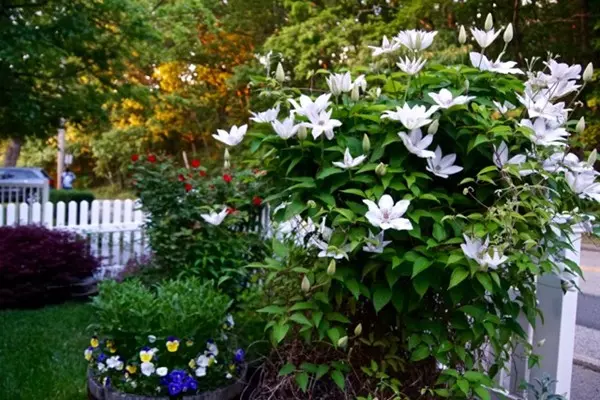 Weymouth, MA 02191,31 North St