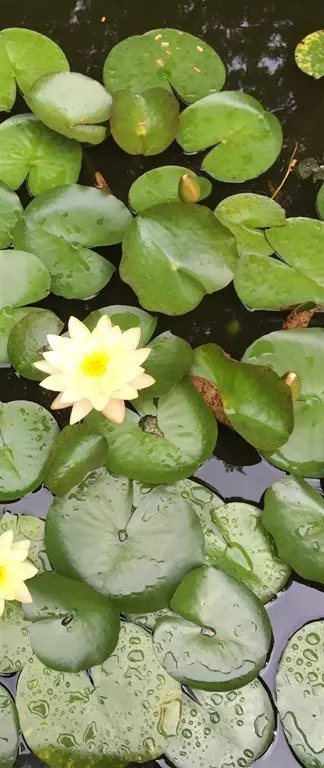 Scituate, MA 02066,44 Border