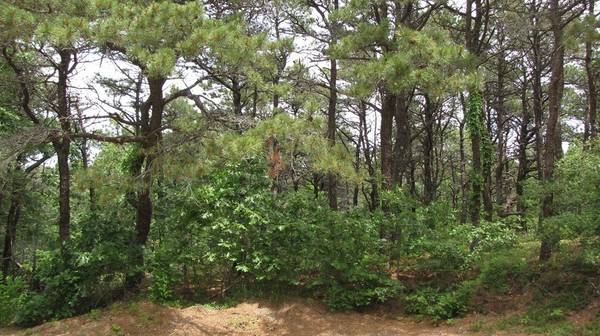 Truro, MA 02666,7 Chickadee Lane