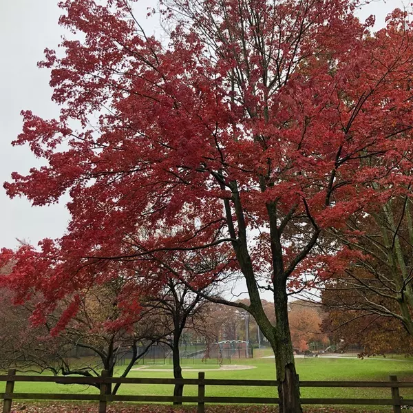 Brookline, MA 02445,133 Beaconsfield Rd #24