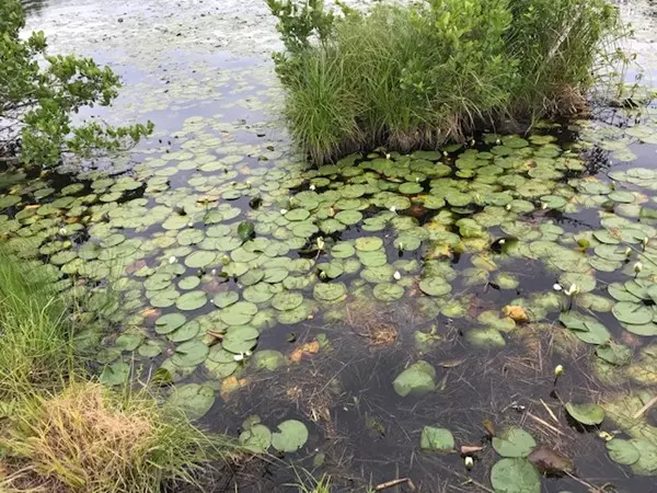 Plympton, MA 02367,0 Prospect Road - Lot 3