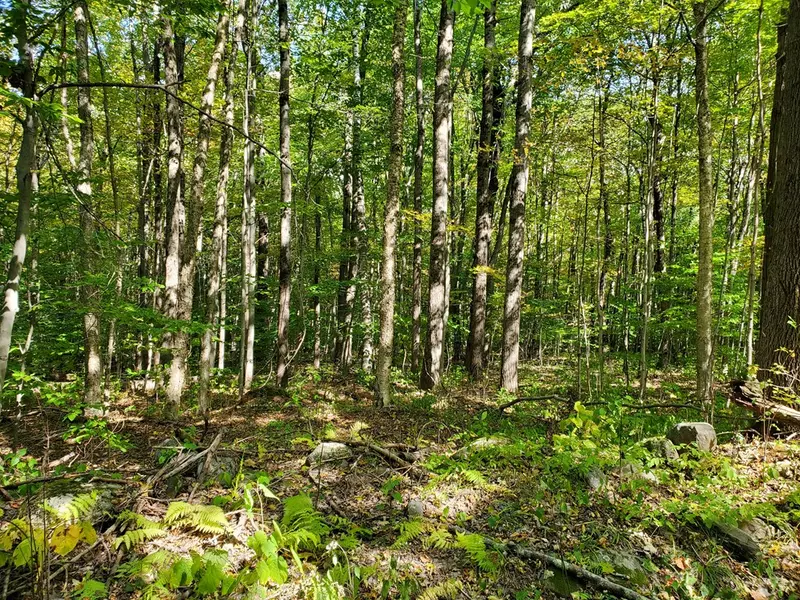 67 Crane Rd, Chester, MA 01011