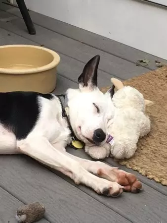 Boston, MA 02131,81 Grew #a