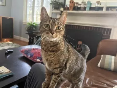 Newton, MA 02459,15 Indian Ridge Road