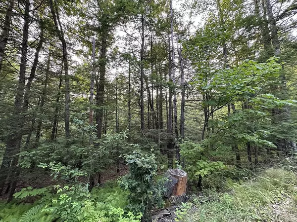 Cummington, MA 01026,0 Shaw Road