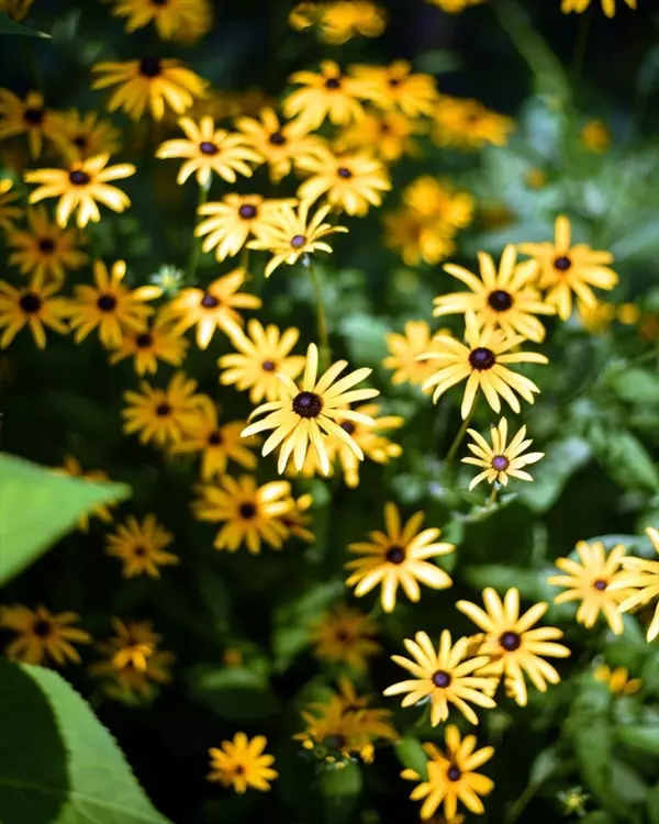 Longmeadow, MA 01106,195 Knollwood Dr