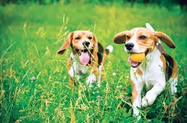 Plymouth, MA 02360,45 Kestrel Heights #67