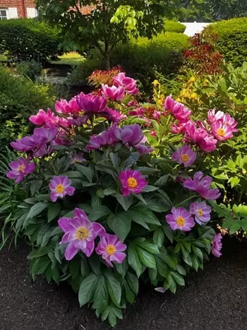 Boston, MA 02132,15 Cass Street #3