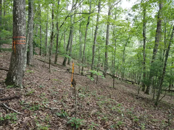 Morganton, GA 30560,LOT 1 Birchwood Trails