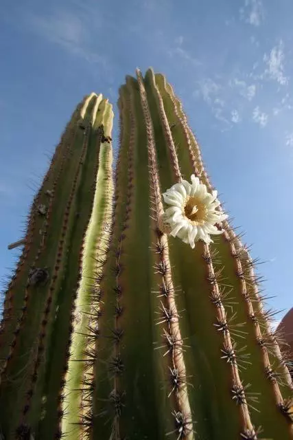 East Cape, Baja,Rancho Cerro #M5-09