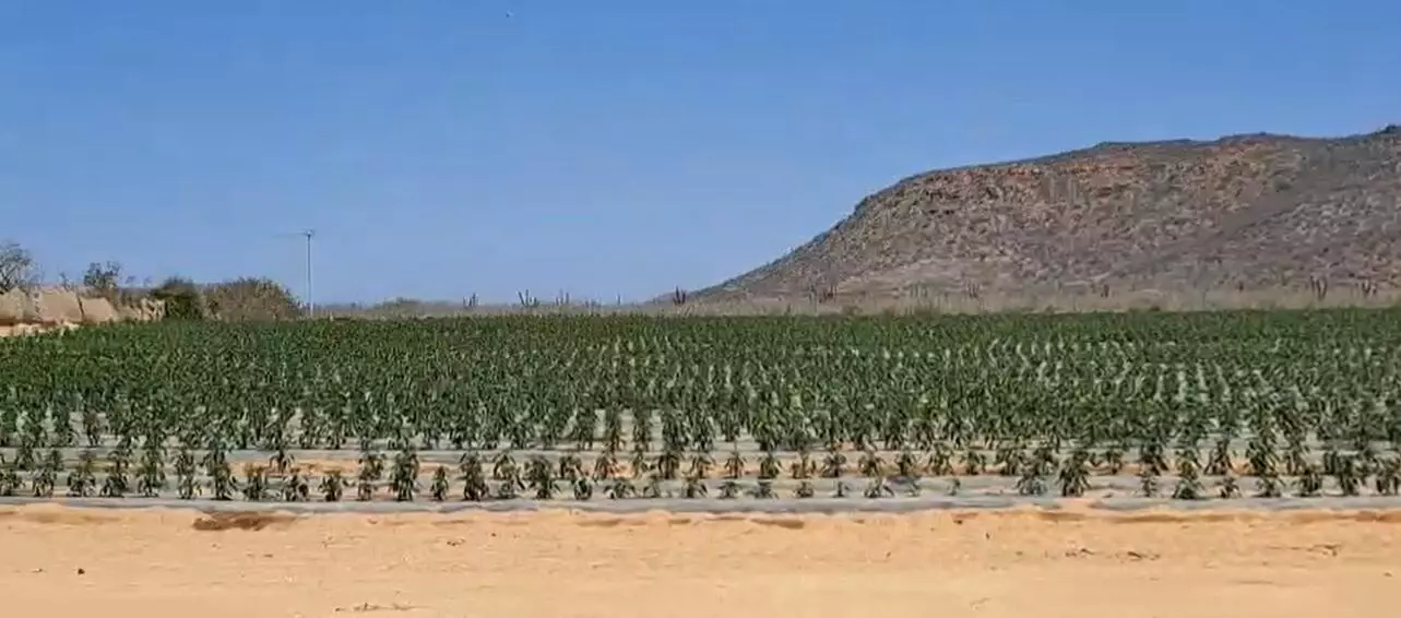 #PESCADERO PLOT, Pacific, Baja